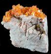 Orange Windowpane Wulfenite Cluster - Rowley Mine #49368-1
